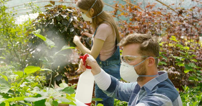 jardineros rociando fertilizantes en plantas